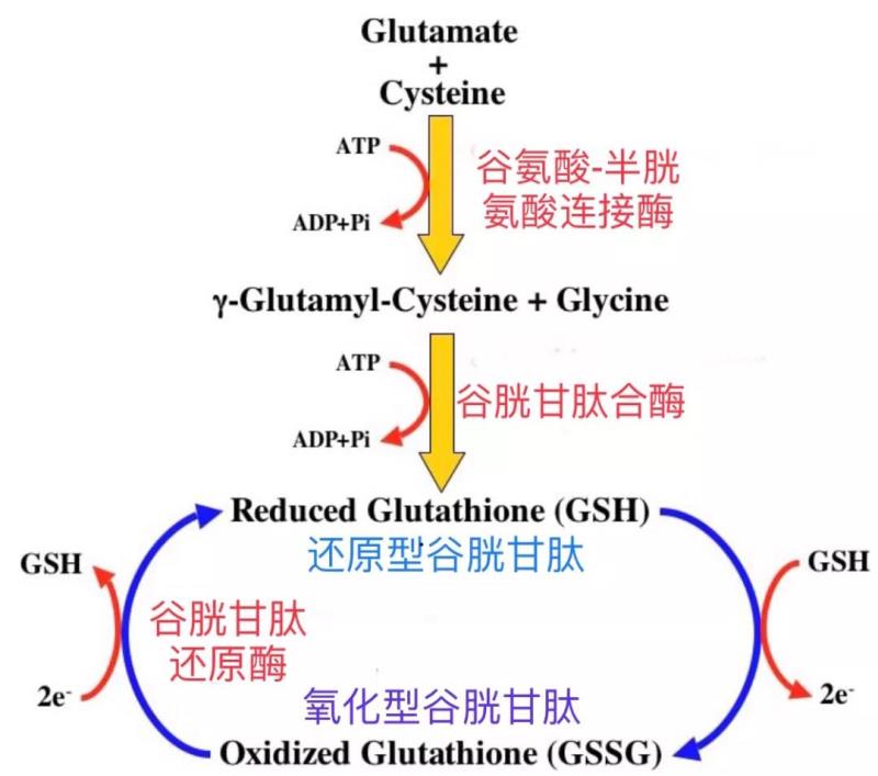 gsh是由谷氨酸-半胱氨酸连接酶(gcl)和谷胱甘肽合酶(gss)共同合成的